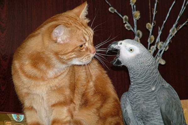 Смешная битва попугая жако с котом